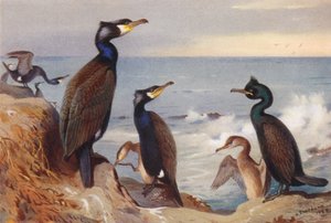 Skarv (vuxen och omogen), gråtrut (vuxen och omogen) (färglitografi) av Archibald Thorburn