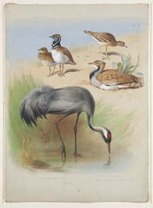 Trana, stenknäppa och bustarder, ca 1915 (akvarell & kroppsfärg över penna på papper) av Archibald Thorburn