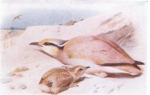 Cream Colored Courser, från Birds of the British Isles and Their Eggs publicerad av Frederick Warne & Co Ltd, 1958