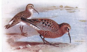 Curlew Sandpiper, från Birds of the British Isles and Their Eggs publicerad av Frederick Warne & Co Ltd, 1958
