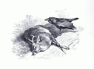 Dead deer and Raven, från Thorburn