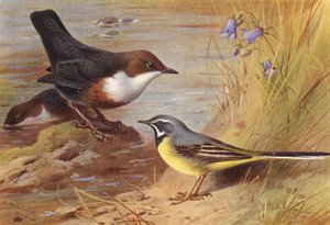 Strömstare, grå sädesärla (färglitografi) av Archibald Thorburn