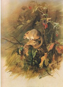 Dormus, från Thorburns Mammals publicerad av Longmans och Co, ca. 1920 av Archibald Thorburn
