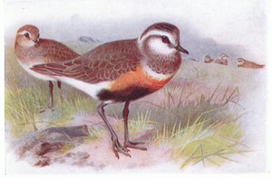 Dotterell, från Birds of the British Isles and Their Eggs publicerad av Frederick Warne & Co Ltd, 1958