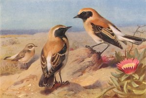 Eastern Pied Wheatear (hona), Black-Throated Wheatear, Desert-Wheatear (färglitografi) av Archibald Thorburn