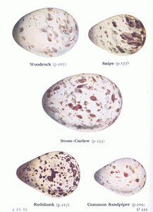 Ägg: Snäppa; Snipe, Stone Curlew, Redshank, Sandpiper, from Birds of the British Isles and Their Eggs publicerad av Frederick Warne & Co Ltd, 1958 av Archibald Thorburn