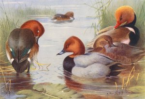 Bergand (hane och hona), vigg (hane och hona), rödhuvad vigg (färglitografi) av Archibald Thorburn