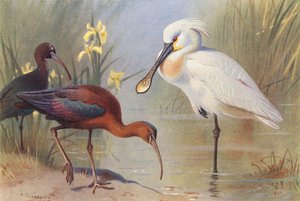 Glansig ibis (vuxen och omogen), skedstork (färglitografi) av Archibald Thorburn