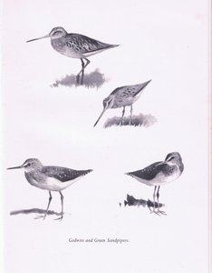 Godwits and Green Sandpipers, 1938 av Archibald Thorburn