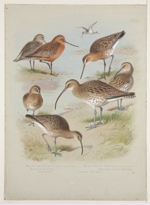 Godwits and curlews, ca 1915 (akvarell & kroppsfärg över penna ombord) av Archibald Thorburn
