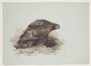 Kungsörn, ca 1915 (akvarell & kroppsfärg över penna på papper)