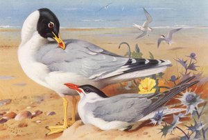 Stor svarthuvad mås, skräntärna (färglitografi) av Archibald Thorburn