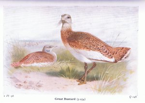 Great Bustard, från Birds of the British Isles and Their Eggs publicerad av Frederick Warne & Co Ltd, 1958