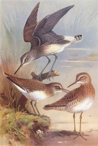 Grön sandlöpare, vanlig sandlöpare, skogsstrandlöpare (färglitografi) av Archibald Thorburn