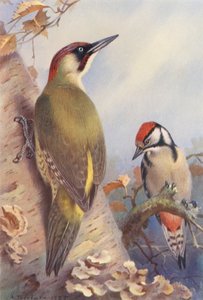 Grön hackspett, större hackspett (immatur) (färglitografi) av Archibald Thorburn