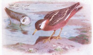 Grey Phalarope (sommar och höst), från Birds of the British Isles and Their Eggs publicerad av Frederick Warne & Co Ltd, 1958