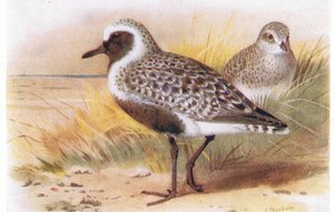 Grey Plover, från Birds of the British Isles and Their Eggs publicerad av Frederick Warne & Co Ltd, 1958