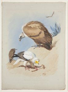 Griffin gam och egyptisk gam, ca 1915 (akvarell & kroppsfärg över penna på papper) av Archibald Thorburn