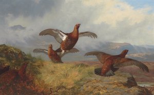 Ripa under flygning av Archibald Thorburn