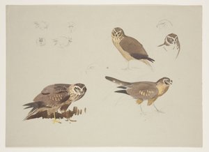 Harrier and ruff, ca 1915 (akvarell & kroppsfärg över penna på papper) av Archibald Thorburn