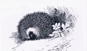 Hedgehog, Nature in Britain publicerad av Collins, 1946 av Archibald Thorburn