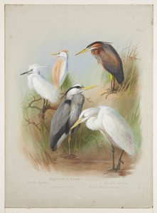 Häger och hägrar, ca 1915 (akvarell & kroppsfärg över penna ombord) av Archibald Thorburn
