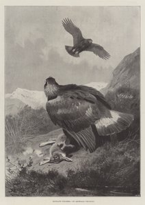 Höglandets tjuvjägare av Archibald Thorburn