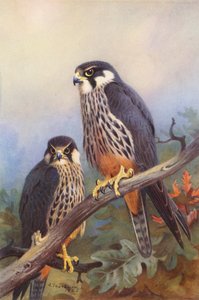 Hobby (man och kvinna) (färglitografi) av Archibald Thorburn