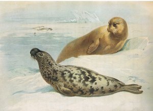 Hooded Seal and Bearded Seal, från Thorburns Mammals publicerad av Longmans and Co, ca. 1920 av Archibald Thorburn