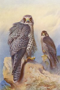 Islandsfalken, Gyrfalken (färglitografi) av Archibald Thorburn