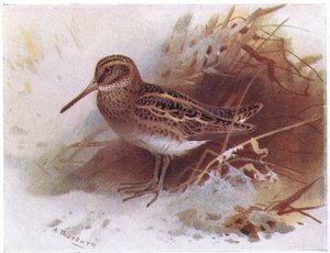 Jack Snipe, från Birds of the British Isles and Their Eggs publicerad av Frederick Warne & Co Ltd, 1958