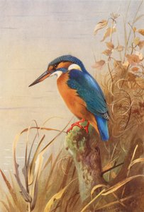 Kingfisher (färglitografi) av Archibald Thorburn