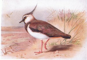 Lapwing, från Birds of the British Isles and Their Eggs publicerad av Frederick Warne & Co Ltd, 1958