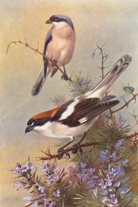 Mindre törnskata, skogssnäppa (färglitografi) av Archibald Thorburn
