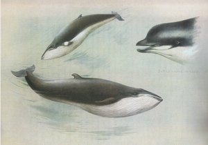 Lesser Rorqual och Rudolphs Rorqual, från Thorburns Mammals publicerad av Longmans and Co, ca. 1920 av Archibald Thorburn