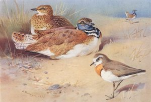 Dvärgtrapp (hane och hona), kaspisk hämpling (färglitografi) av Archibald Thorburn