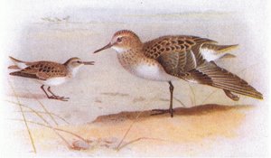Little Stint, från Birds of the British Isles and Their Eggs publicerad av Frederick Warne & Co Ltd, 1958 av Archibald Thorburn