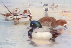 Långsvansad and (hane och hona), Scaup-and (hane och hona) (färglitografi) av Archibald Thorburn