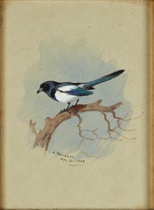 Skata på en gren (bläck och akvarell) av Archibald Thorburn