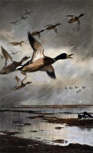 Gräsänder på flykt av Archibald Thorburn
