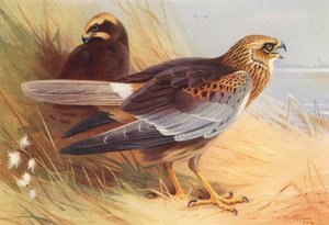 Marsh-Harrier (färglitografi) av Archibald Thorburn