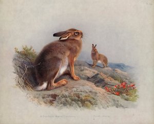Berghare (höst), irländsk hare