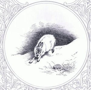 Mountain Hare, pub. av Book Club Associates av Archibald Thorburn
