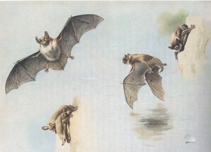 Natterers Bat and Daubentons Bat, från Thorburns Mammals publicerad av Longmans and Co, ca. 1920 av Archibald Thorburn
