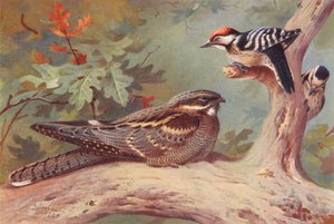 Nattskärra, mindre hackspett (hane och hona) (färglitografi) av Archibald Thorburn