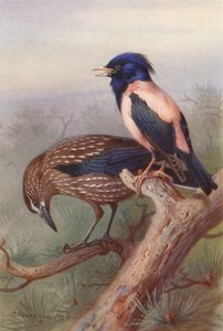 Nötknäpparen, Rosafärgad stare (färglitografi) av Archibald Thorburn