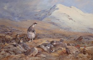 På Ptarmigan Ground (akvarell) av Archibald Thorburn