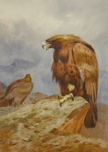 Par av kungsörnar av Archibald Thorburn