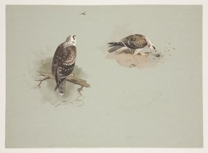 Blek honungsvråk, ca 1915 (akvarell & kroppsfärg över penna på papper) av Archibald Thorburn