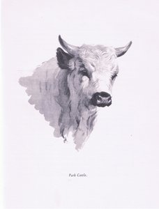 Park Cattle, 1938